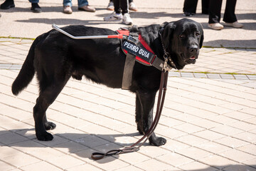 Guide dog / Perro guía