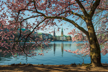 Blick vom Ufer auf die Alster und die Stadt Hamburg mit einer Zierkirsche bei schönem Wetter mit...