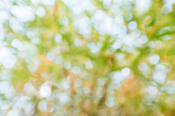 Nature scene with out-of-focus greenery outdoor setting soft light abstract viewpoint for tranquility and calmness