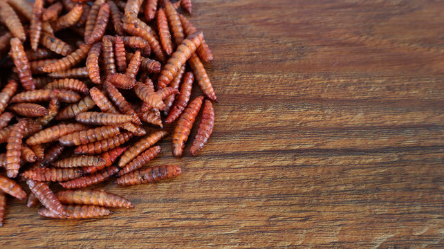 Dried black soldier fly (BSF) maggot for fish and poultry feed on wooden surface