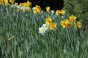 Fototapeta premium Bank of white, yellow and orange Daffodils, Derbyshire England 