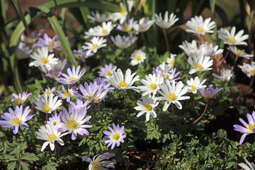 Macro low level view of white and purple Winter Windflowers, Derbyshire England
