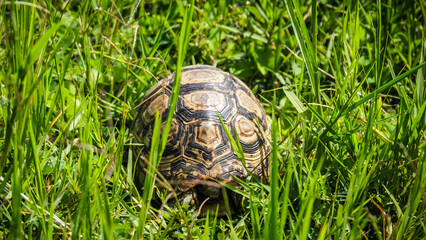 A turtle in the Saanane National Park on the lake Victoria in Tanzania