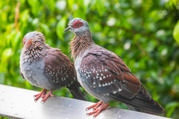 The speckled pigeon (Columba guinea), or African rock pigeon, is a pigeon that is a resident breeding bird in much of Africa south of the Sahara