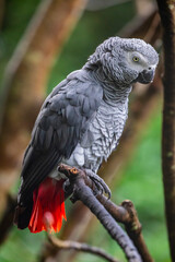 African grey parrot(Psittacus erithacus) closeup  
The grey parrot is a medium-sized, predominantly grey, black-billed parrot. 
It has darker grey over the head and both wings,