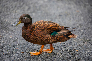 The Laysan Duck (Anas laysanensis) is a small, endangered dabbling duck native to the Hawaiian Islands. 