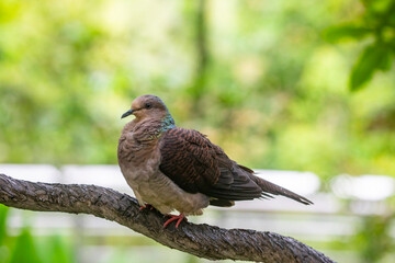 The Barred Cuckoo-Dove (Macropygia unchall) is a medium-sized bird found in parts of South and Southeast Asia. It has a slender body, long tail, and distinctive barred plumage on its chest and belly