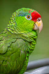 The red-crowned amazon (Amazona viridigenalis) is a highly social, endangered amazon parrot native to northeastern Mexico and the southwestern United States.
