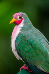 The jambu fruit dove (Ptilinopus jambu) is a smallish colourful fruit dove, which  inhabits mangrove swamps and lowland rain forests