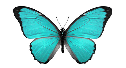 Isolated Blue Morpho Butterfly