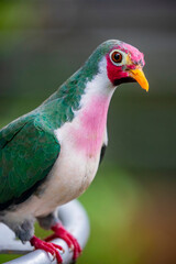 The jambu fruit dove (Ptilinopus jambu) is a smallish colourful fruit dove, which  inhabits mangrove swamps and lowland rain forests