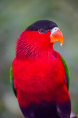 The purple-bellied lory (Lorius hypoinochrous) is a species of parrot in the family Psittaculidae. It is endemic to Papua New Guinea. 