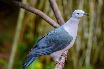 An imperial pigeon (Ducula pacifica) is a widespread species of pigeon in the family...