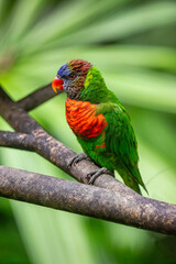 The coconut lorikeets (Trichoglossus haematodus) is a parrot in the family Psittaculidae. The bill is orange-red, and the head dark blue fading to brown at the neck. 