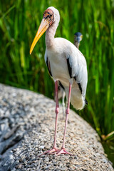 The closeup image of Milky stork(Mycteria cinerea) 
A medium, almost completely white plumaged stork species found predominantly in coastal mangroves in parts of SEA.