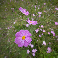 Cosmos Flowers in Full Bloom Amidst a Lush Garden