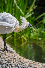 The male black faced spoonbill(Platalea minor) with long feather on head in breeding season. 
it has the most restricted distribution of all spoonbills, and it is the only one regarded as endangered.