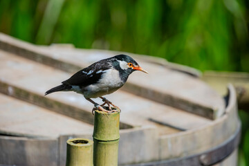 The Indian pied myna (Gracupica contra) is a species of starling found in the Indian subcontinent....