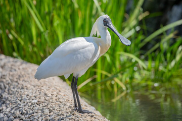 The male black faced spoonbill(Platalea minor) with long feather on head in breeding season. 
it has the most restricted distribution of all spoonbills, and it is the only one regarded as endangered.