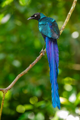 The long-tailed glossy starling (Lamprotornis caudatus) is a member of the starling family of birds. It is a resident breeder in tropical Africa from Senegal east to Sudan.