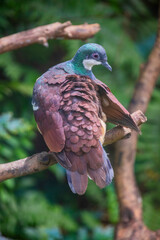Negros Bleeding-heart Dove (Gallicolumba keayi) is a critically endangered ground-dwelling bird endemic to the Philippine islands of Negros and Panay. 