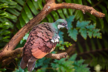 Negros Bleeding-heart Dove (Gallicolumba keayi) is a critically endangered ground-dwelling bird endemic to the Philippine islands of Negros and Panay. 