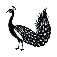 vector illustration of a peacock