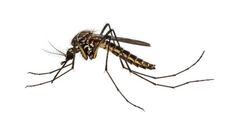 Isolated Mosquito Insect