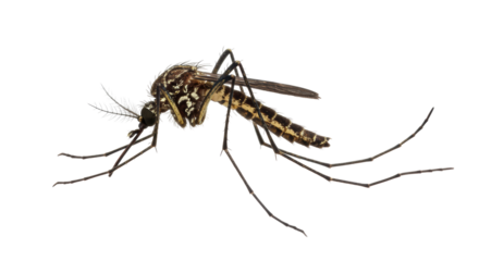 Isolated Mosquito Insect