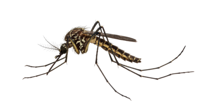 Isolated Mosquito Insect