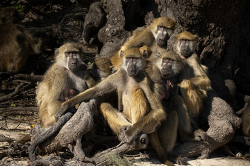 Group of Chacma baboons (Papio ursinus) sitting at base of tree, Chobe National Park, Botswana.