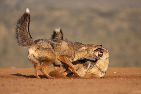 Two Side-striped jackals (Canis adustus) displaying aggression-submission behaviour, Zimanga private game reserve, KwaZulu-Natal, South Africa.