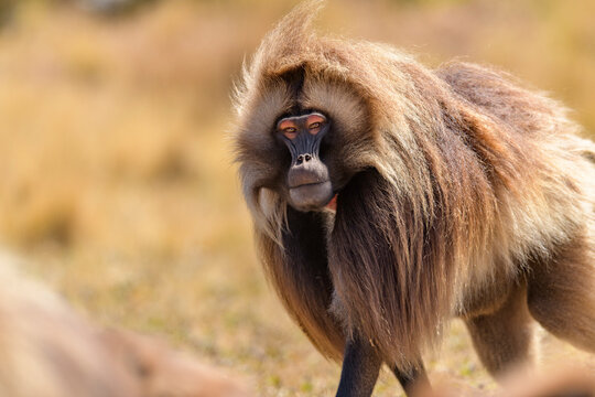 Gelada baboon (Theropithecus gelada) male, walking through grassland, Guassa Community Conservation Area, Ethiopia.