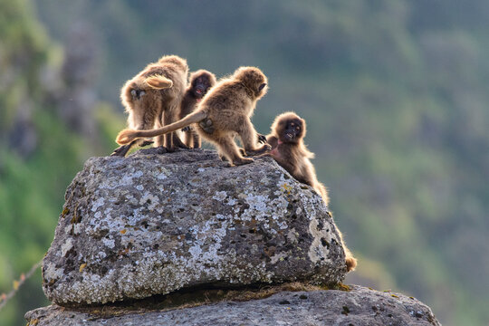 Group of Gelada baboon (Theropithecus gelada) juveniles playing on a rock, Simien Mountains, Ethiopia.