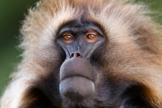 Gelada baboon (Theropithecus gelada) male, head portrait, Guassa Community Conservation Area, Ethiopia.