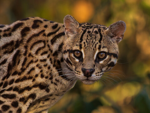 Ocelot (Leopardus pardalis) male, portrait, Pantanal, Brazil.