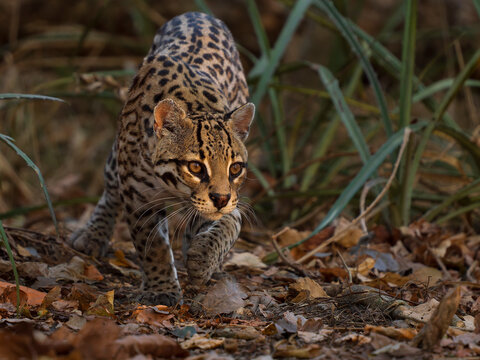 Ocelot (Leopardus pardalis) male, walking through forest, Pantanal, Brazil.
