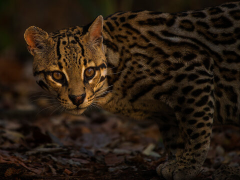 Ocelot (Leopardus pardalis) male, in forest at night, portrait, Pantanal, Brazil.