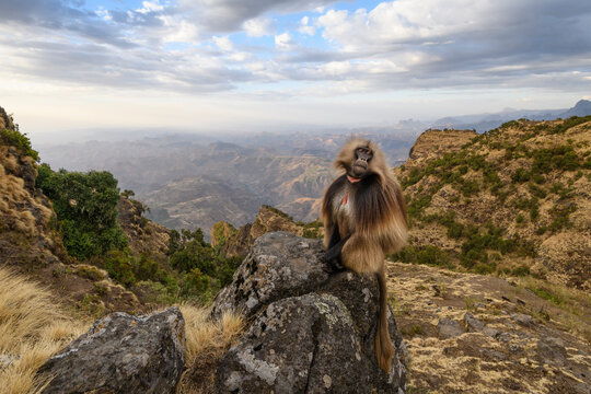 Gelada baboon (Theropithecus gelada) male, sitting on a rock with the mountains and cliffs behind, Simien Mountains National Park, Ethiopia.