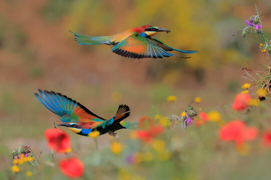 European bee-eaters (Merops apiaster) pair, in flight through wildflower meadow, Sierra de Grazalema Natural Park, Cadiz, Spain. June.