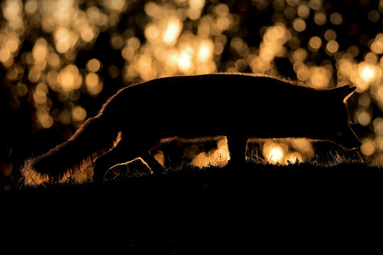 Red fox (Vulpes vulpes) backlit at sunset, Sierra de Andujar National Park, Spain. January.