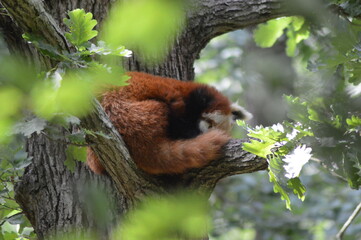 Fototapeta premium red panda on tree
