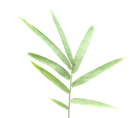 Bamboo leaf isolated on white with clipping path - stock photo
