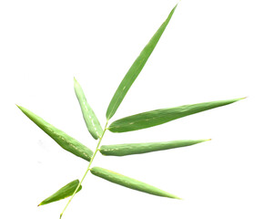 Bamboo leaf isolated on white with clipping path - stock photo
