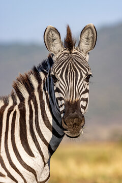 Grant's zebra (Equus quagga boehmi) head portrait, Masai-Mara Game Reserve, Kenya.