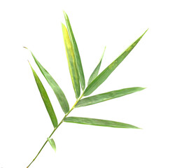 Bamboo leaf isolated on white with clipping path - stock photo
