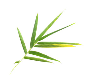 Bamboo leaf isolated on white with clipping path - stock photo

