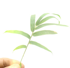 Bamboo leaf isolated on white with clipping path - stock photo
