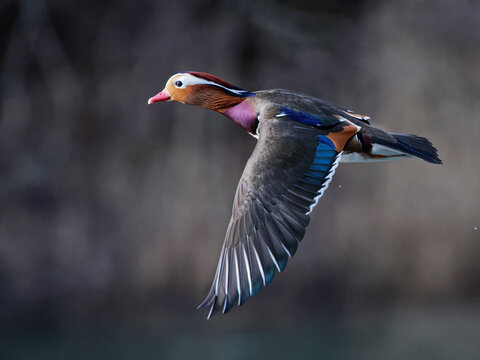 Mandarin duck (Aix galericulata) drake in flight, Forest of Dean, Gloucestershire, England, UK. February.