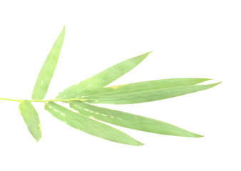 Bamboo leaf isolated on white with clipping path - stock photo
